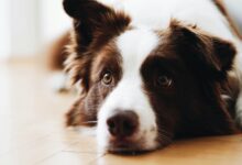 What to do if your dog dies at home shown by a brown and white border collie resting quietly on a wood floor