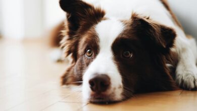 What to do if your dog dies at home shown by a brown and white border collie resting quietly on a wood floor