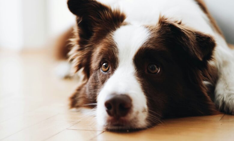 What to do if your dog dies at home shown by a brown and white border collie resting quietly on a wood floor