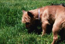 A small terrier sniffing the grass in a yard, a common moment when learning how to stop dog from eating poop home remedies