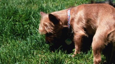 A small terrier sniffing the grass in a yard, a common moment when learning how to stop dog from eating poop home remedies
