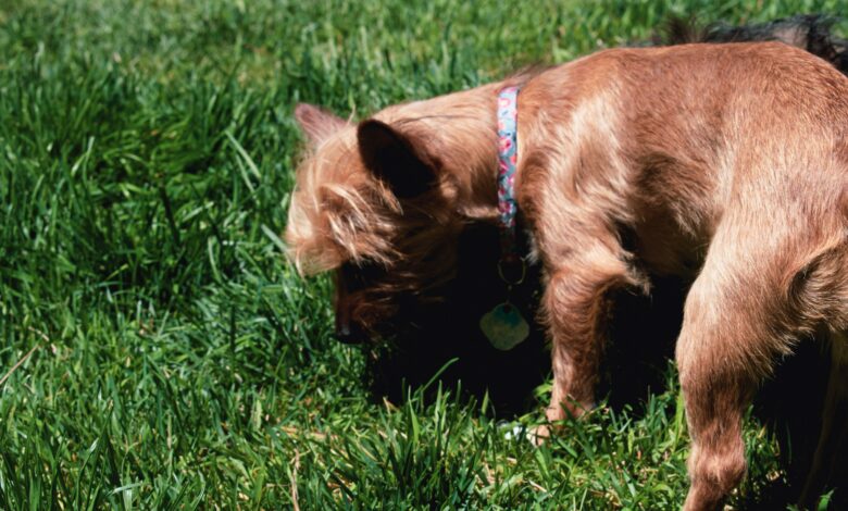 A small terrier sniffing the grass in a yard, a common moment when learning how to stop dog from eating poop home remedies