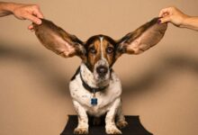 A basset hound with both ears held out, useful when learning how to treat dog ear hematoma at home