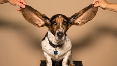 A basset hound with both ears held out, useful when learning how to treat dog ear hematoma at home