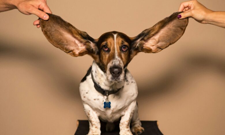 A basset hound with both ears held out, useful when learning how to treat dog ear hematoma at home