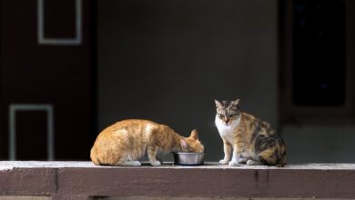 Ortho Home Defense spray bottle near a home entrance, highlighting important pet safety precautions before and after application.